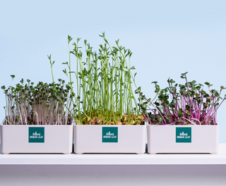 WiFi’s Effect on Plants Science Fair Kit