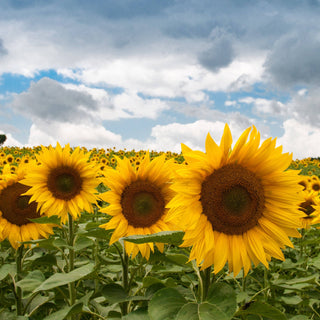 Electromagnetic Sensitivity. The Symptoms and What You Need To Do To Prevent EMF Radiation From Making You Sick